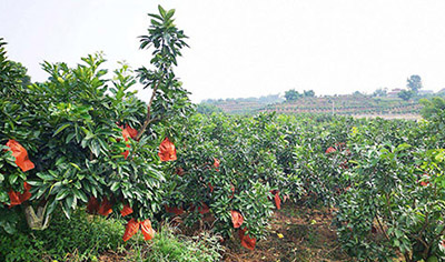 红肉蜜柚种植，需要注意的6个方面
